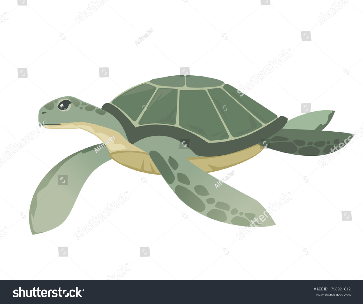 白い背景に水平のベクターイラストで泳ぐ大きな緑のウミガメのかわいい動物デザインのオーシャンカメ のベクター画像素材 ロイヤリティフリー Shutterstock