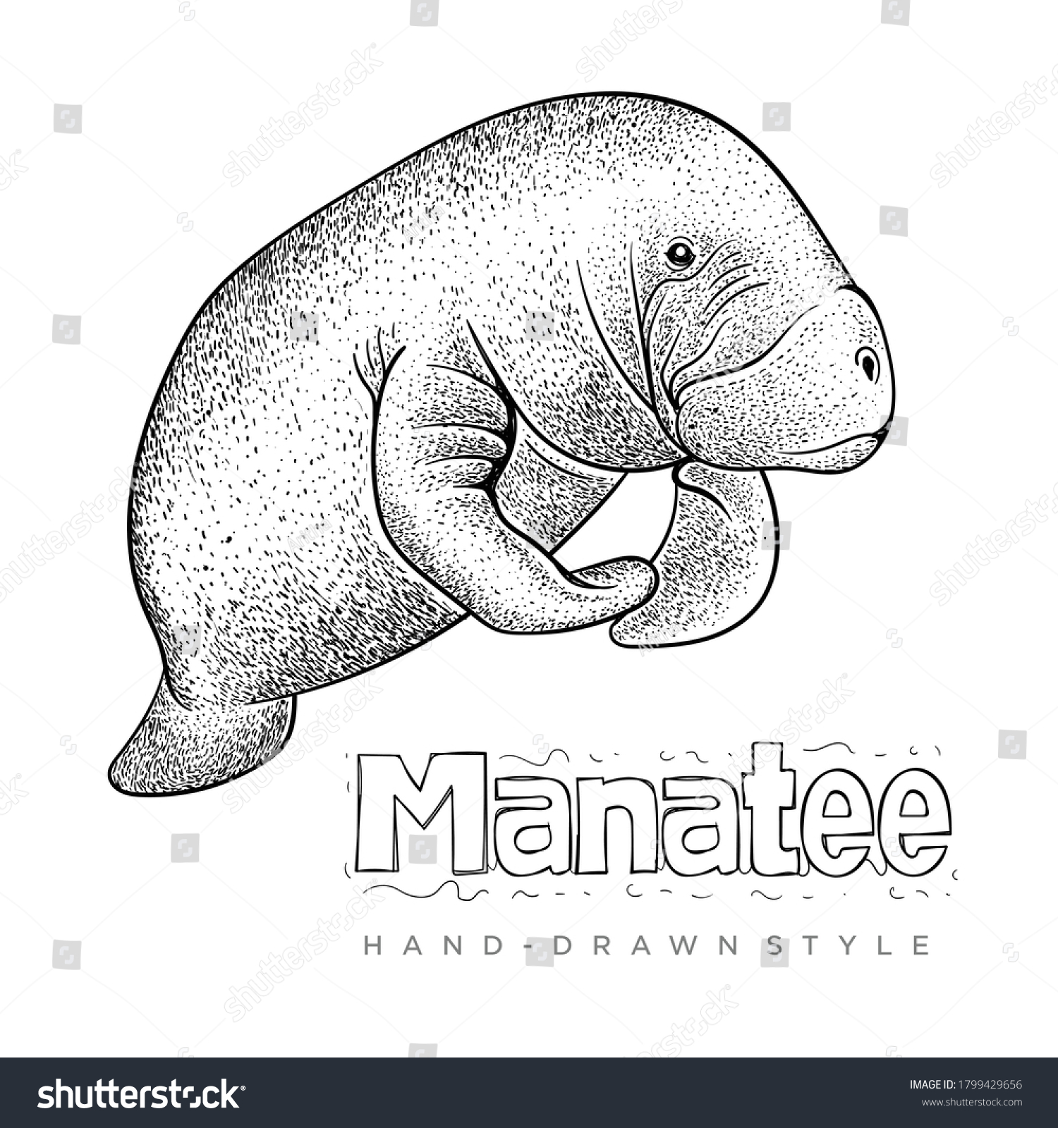 Vector Hand Drawn Style Manatee Realistic Stock Vector (Royalty Free ...