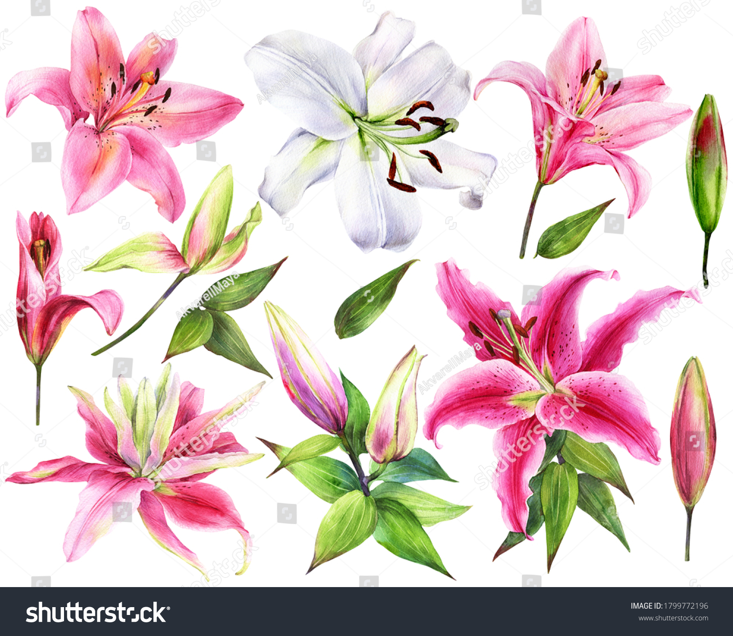 Hand Drawn Elegant Lilies White Pink Stock Illustration 1799772196 ...