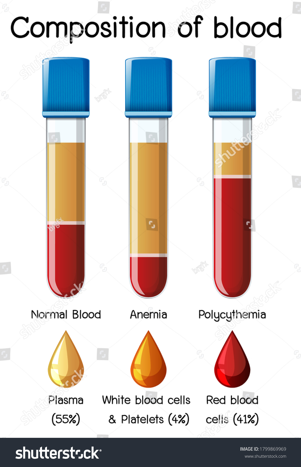 Composition Blood Diagram Illustration Stock Vector (Royalty Free ...