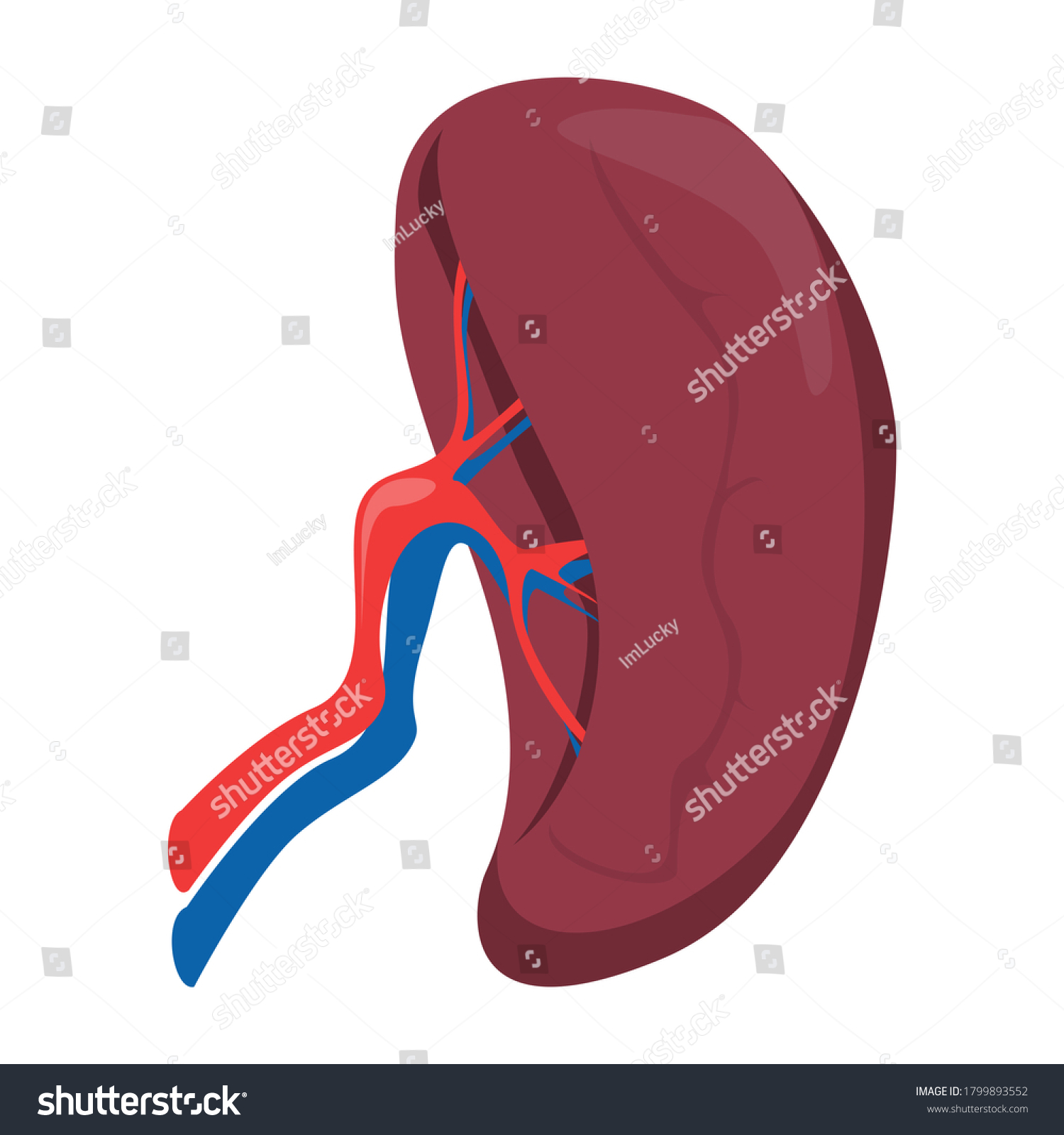 Spleen Vector Isolated Internal Organ Human Stock Vector (Royalty Free ...