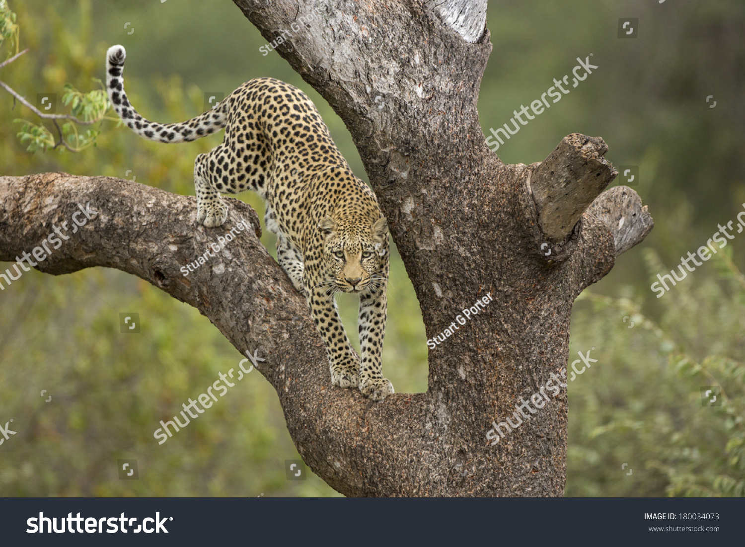 jaguar climbing down tree