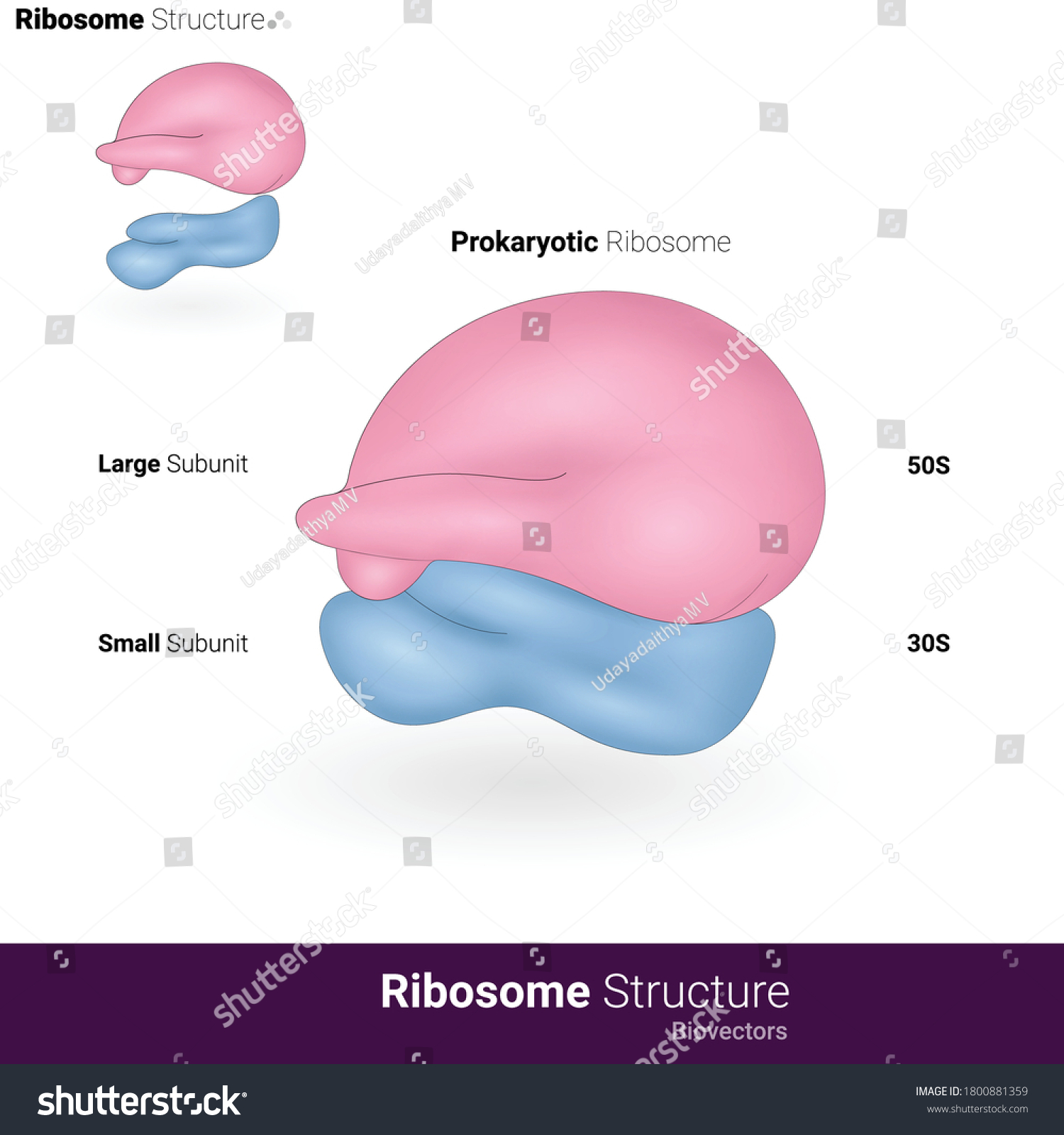 70s Ribosome Ultra Structure Prokaryoticribosome Structure Stock Vector Royalty Free 6542