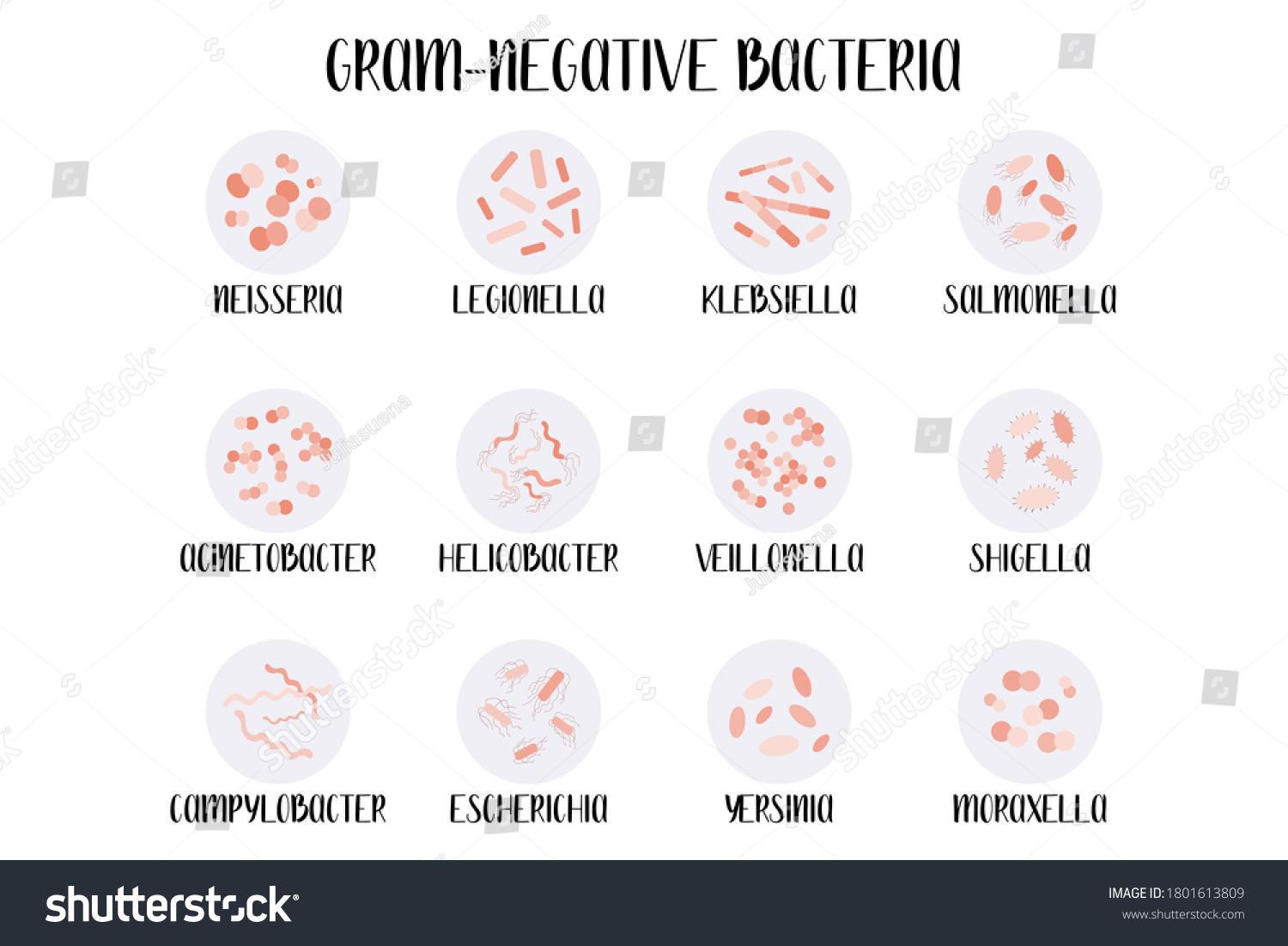 Gramnegative Bacteria Classification Genus Moraxella Escherichia Stock ...