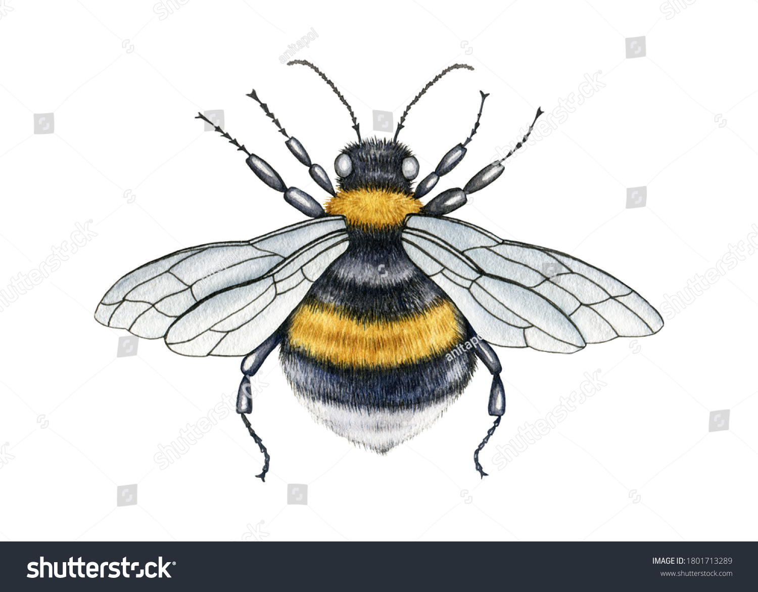 60,261 Yellow Legged Insect Images, Stock Photos & Vectors | Shutterstock