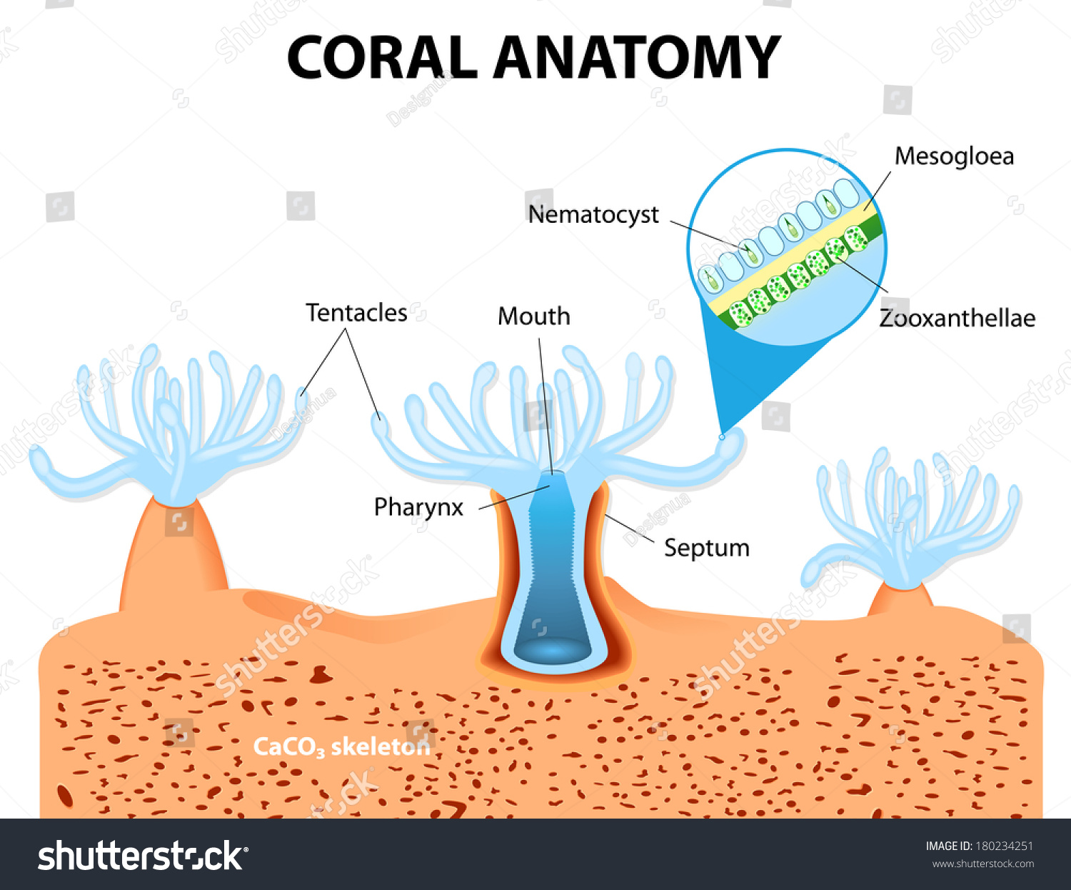 70 Diagram Coral Reefs Images, Stock Photos & Vectors | Shutterstock