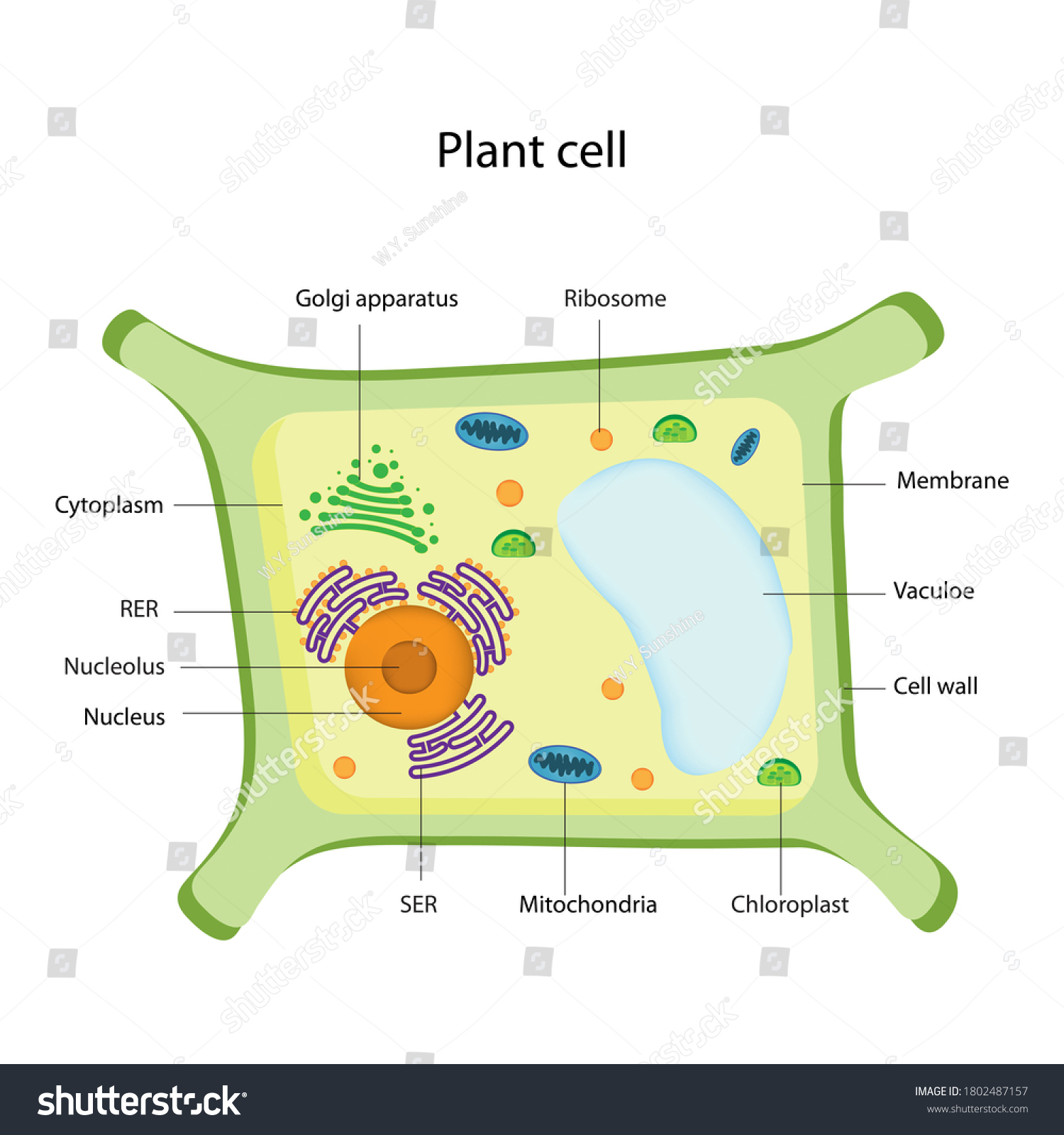 Eukaryote Structures Chart Show Nucleus Smooth Stock Illustration ...