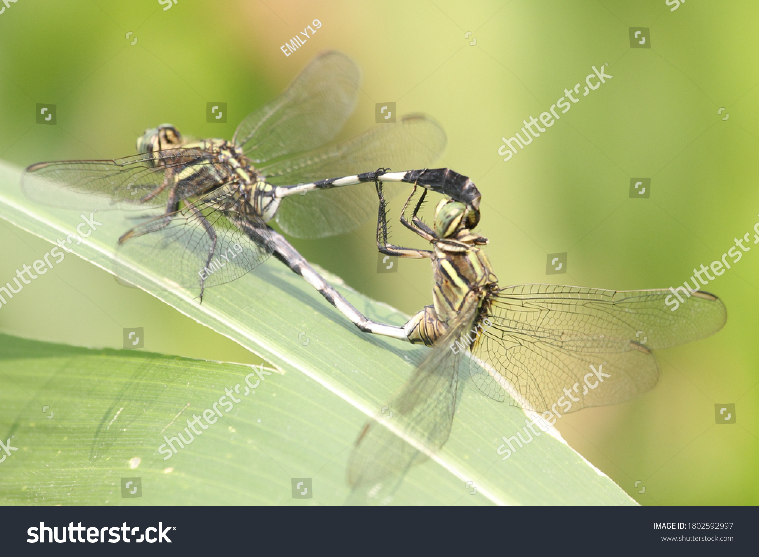 pair-ground-skimmer-dragon-fly-mating-stock-photo-1802592997-shutterstock