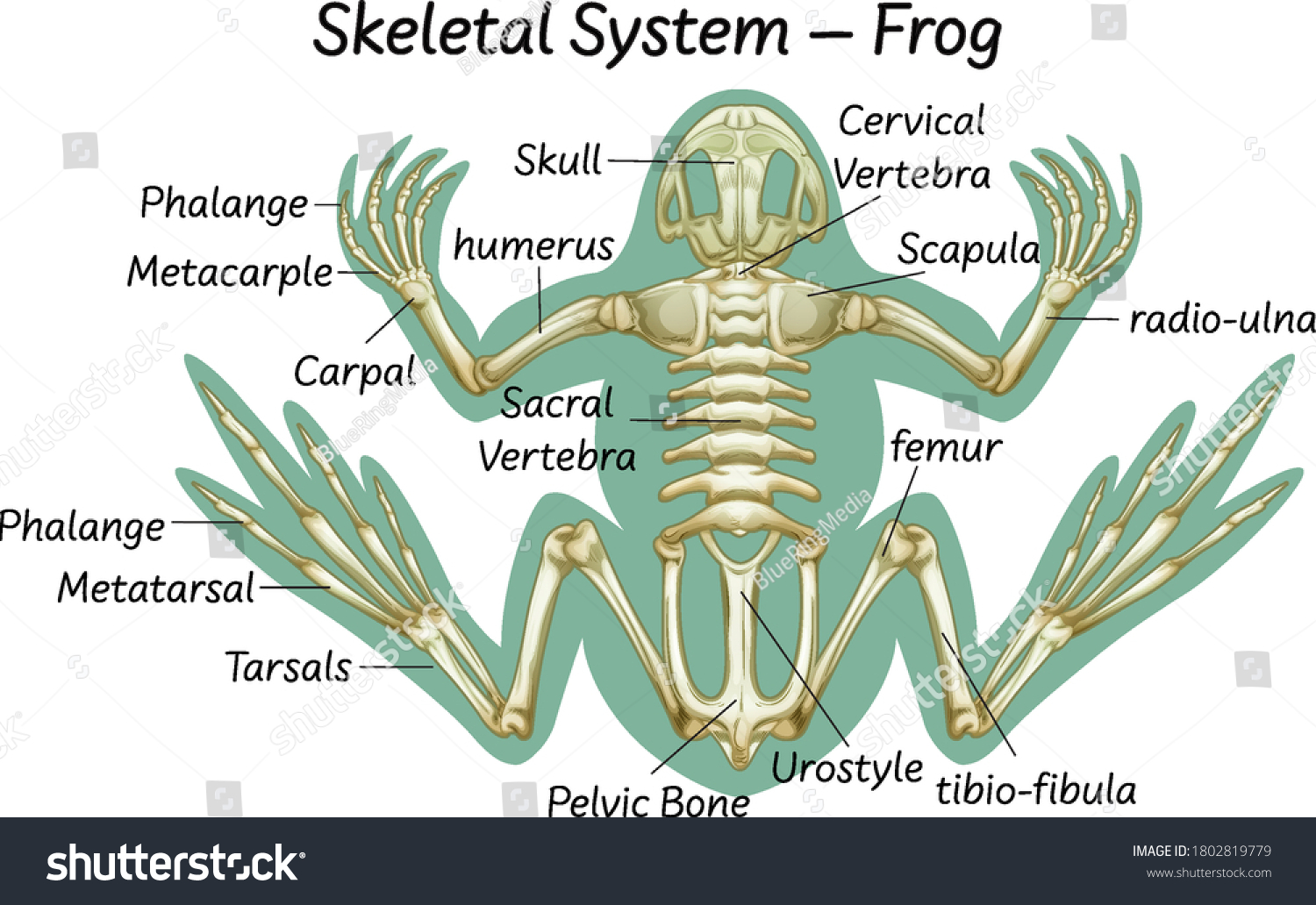 Science Eduction Frog Anatomy Illustration Stock Vector (Royalty Free ...