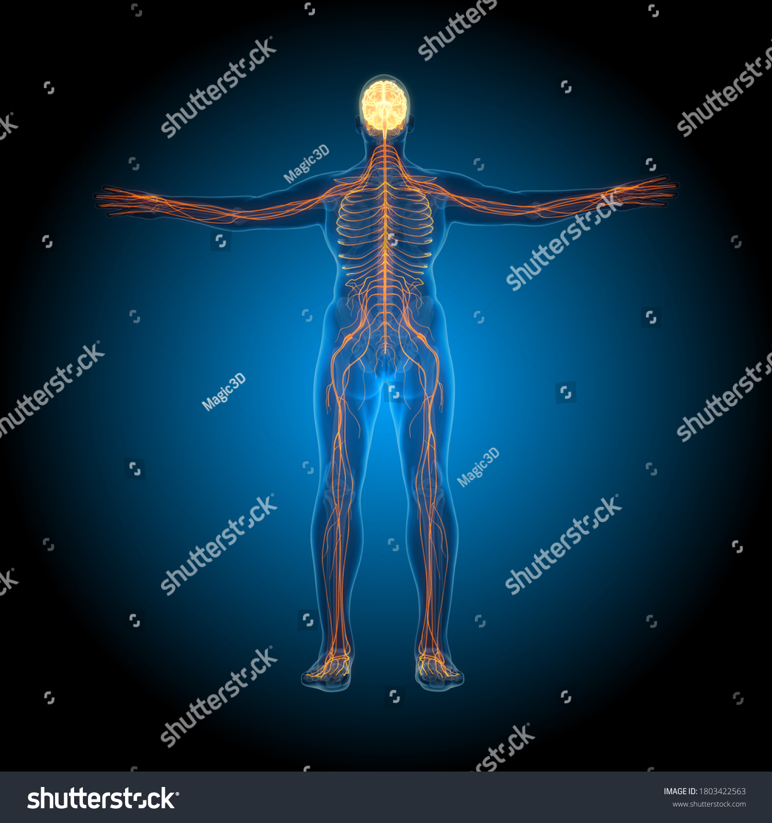 3d Illustration Human Brain Anatomy Stock Illustration 1803422563 Shutterstock 3d Illustration Human Brain Anatomy Stock Illustration 1803422563 Shutterstock