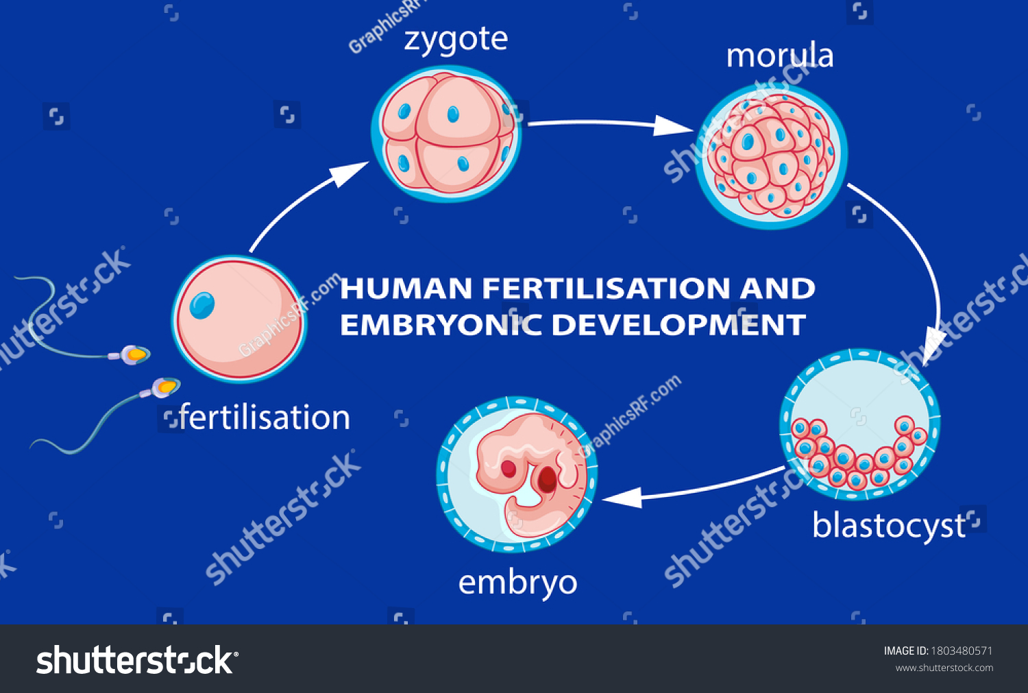 Human Fertilization Embryo Development Illustration Stock Vector ...