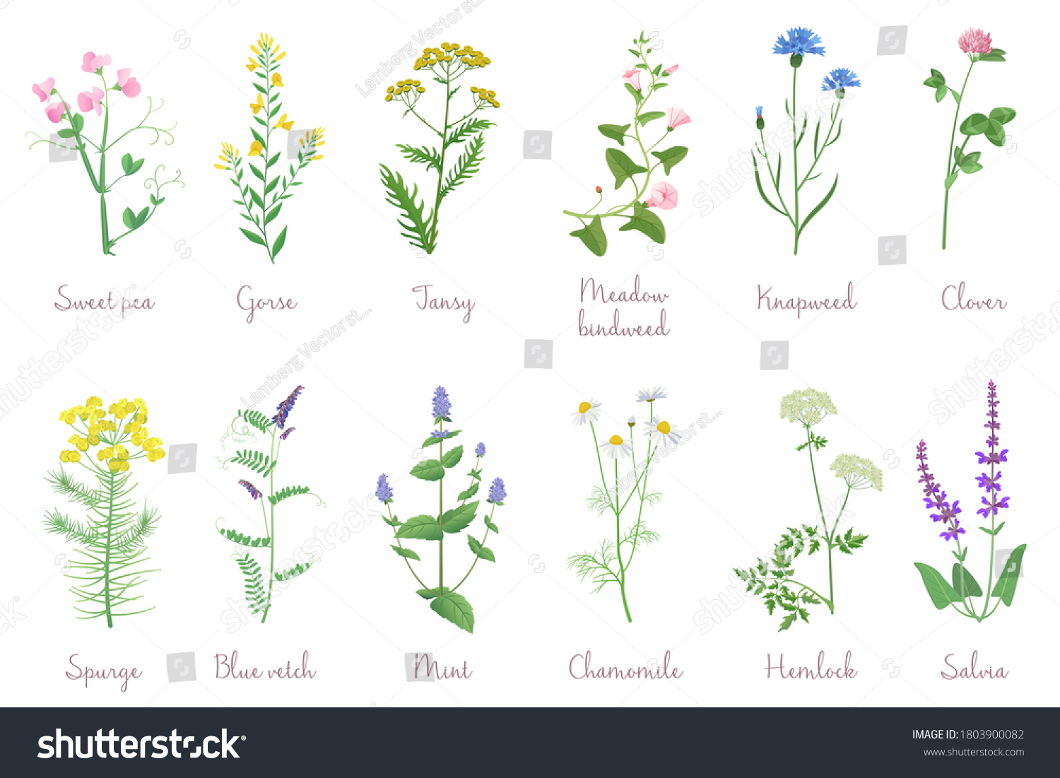 Wild Herbs Set Names Isolated Wildflowers Stock Illustration 1803900082 ...