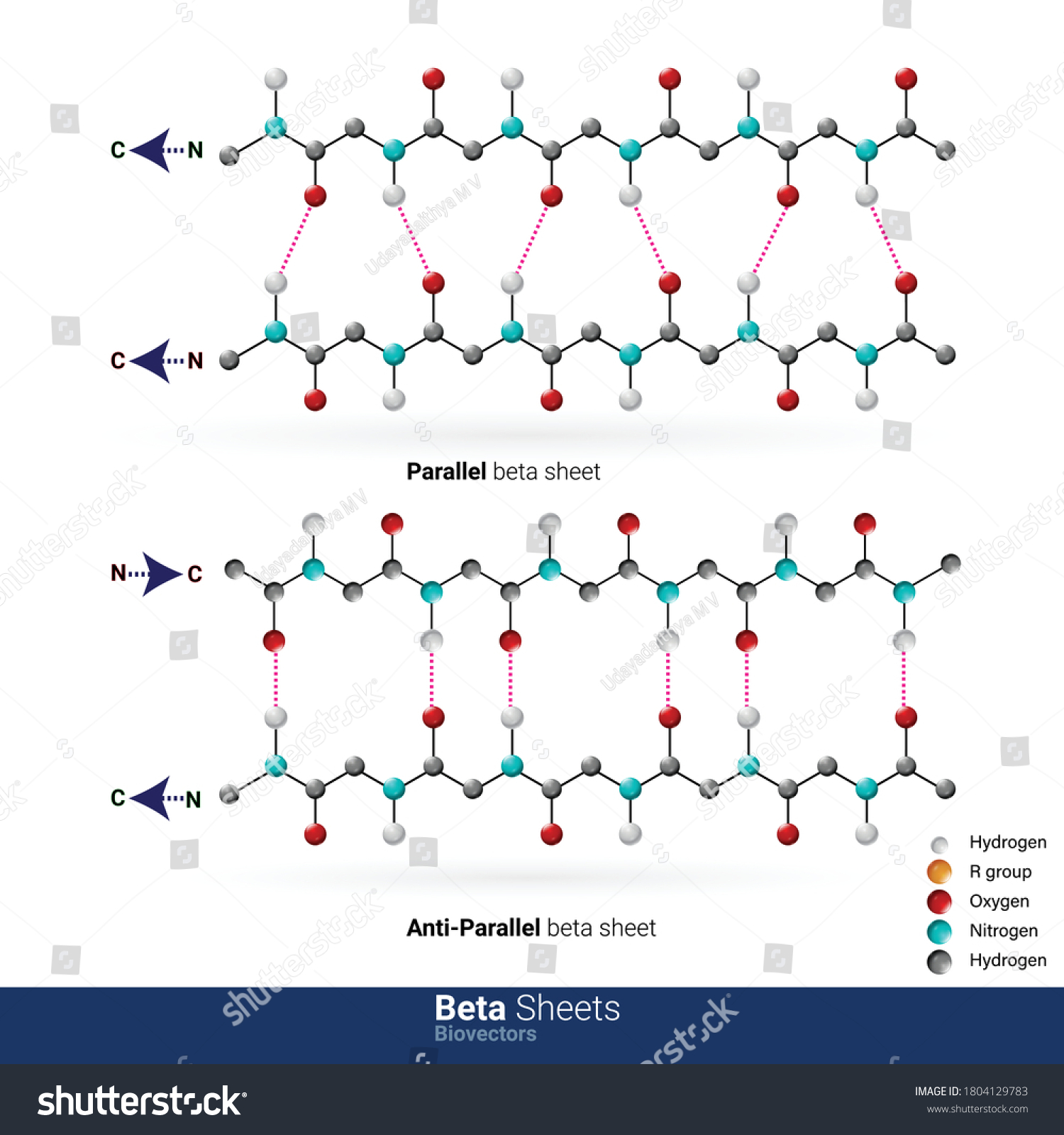 Protein Secondary Structure Beta Sheets Types Stock Vector (Royalty