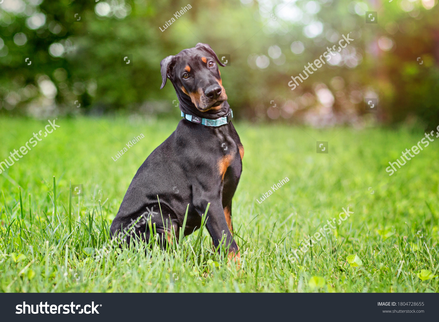 doberman 2 months puppy