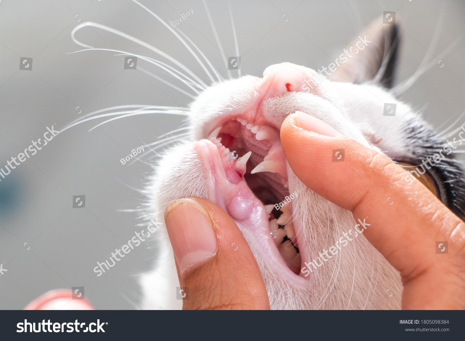 Возраст кошки по зубам