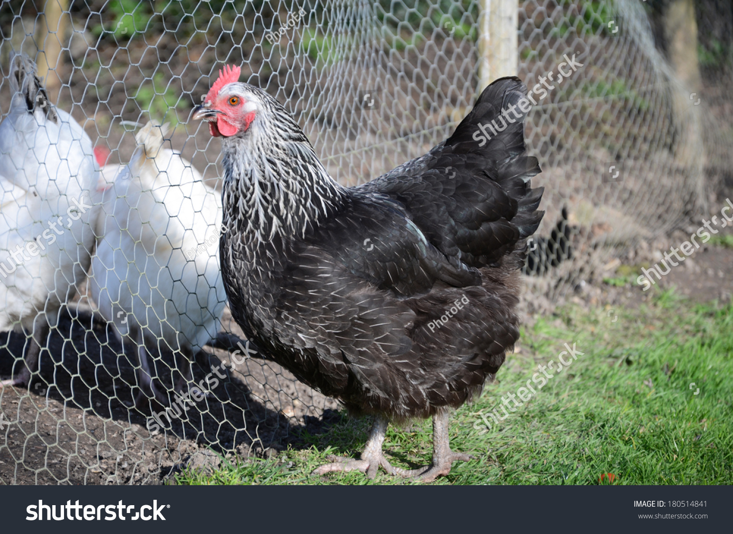Котляревская порода цыплята