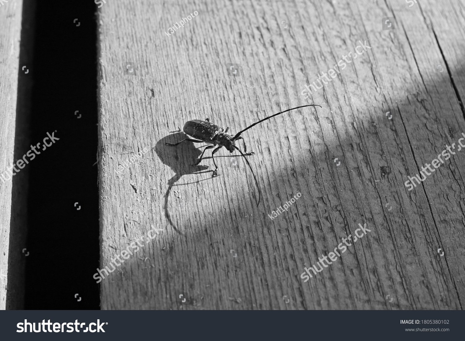 Close Small Black Bug Long Antennas Stock Photo 1805380102 Shutterstock   Stock Photo Close Up Of A Small Black Bug With Long Antennas 1805380102 