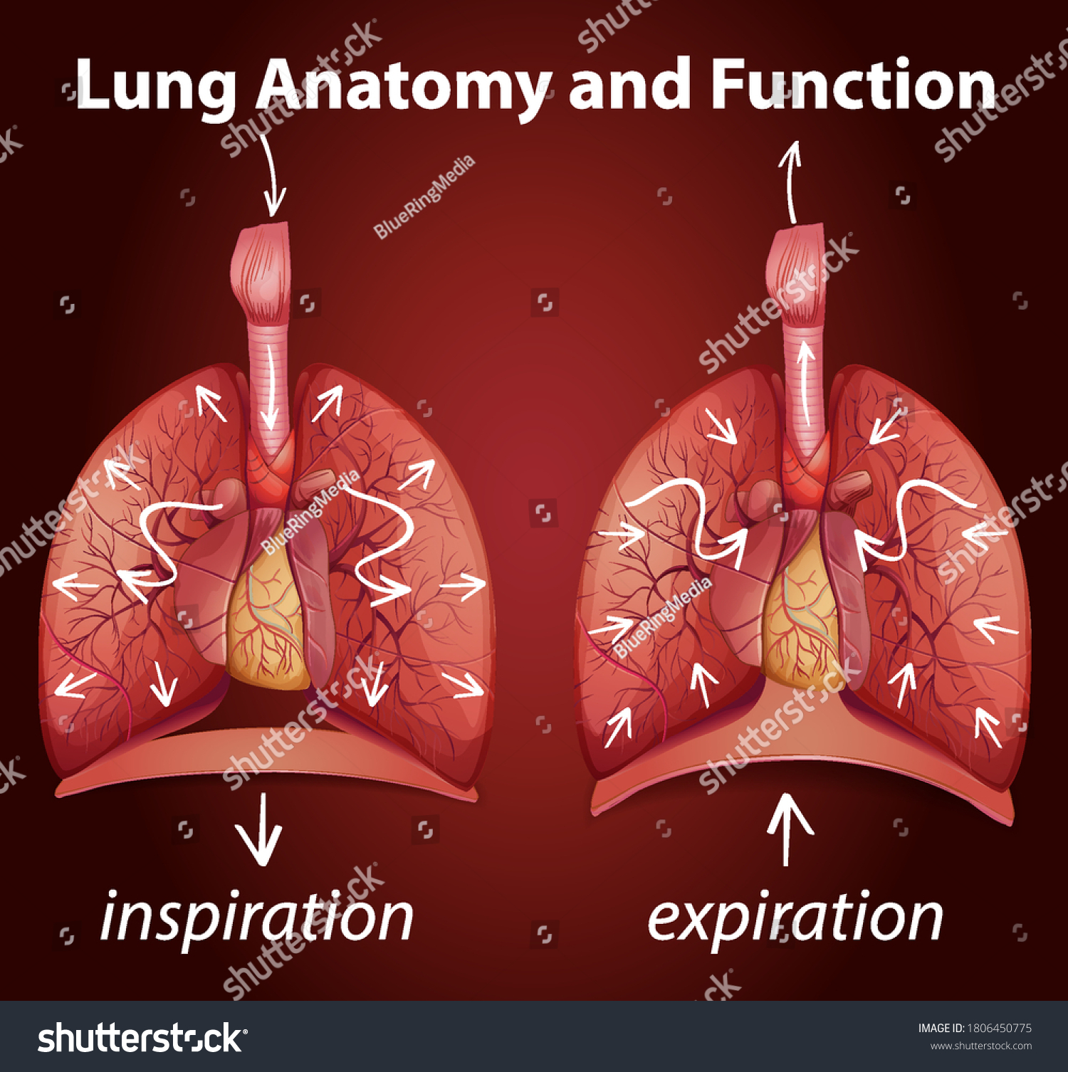 Lung Anatomy Functions Education Illustration Stock Vector (Royalty ...