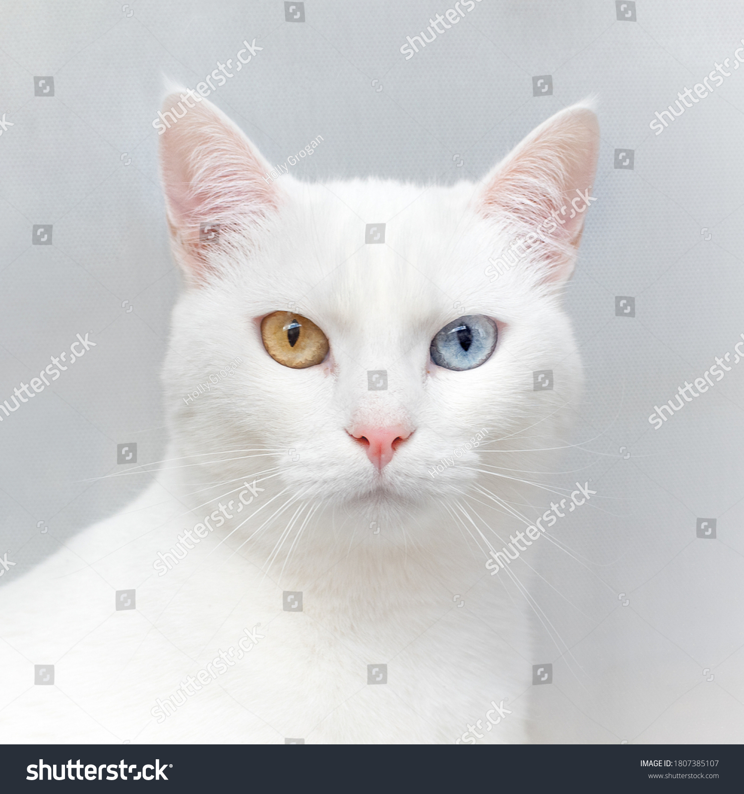 White Cat Heterochromia Two Different Coloured Stock Photo 1807385107 