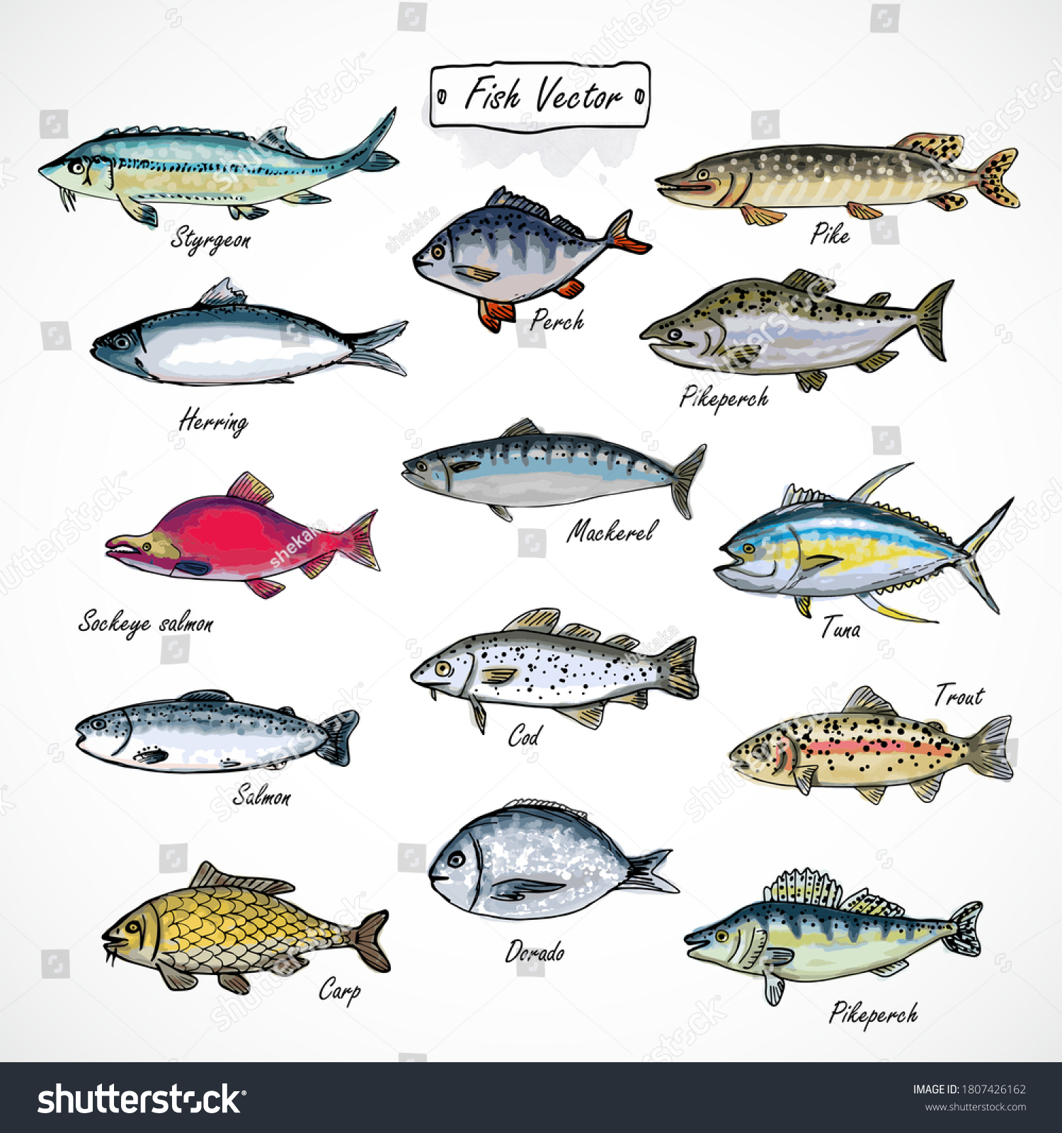 Set Fish Seafood Watercolor Hand Drawn Stock Vector (Royalty Free ...