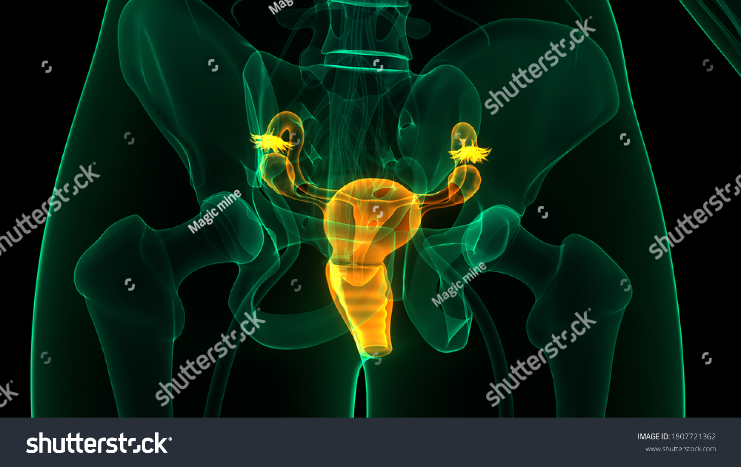 Female Reproductive System Anatomy 3d Stock Illustration 1807721362 Shutterstock 4619