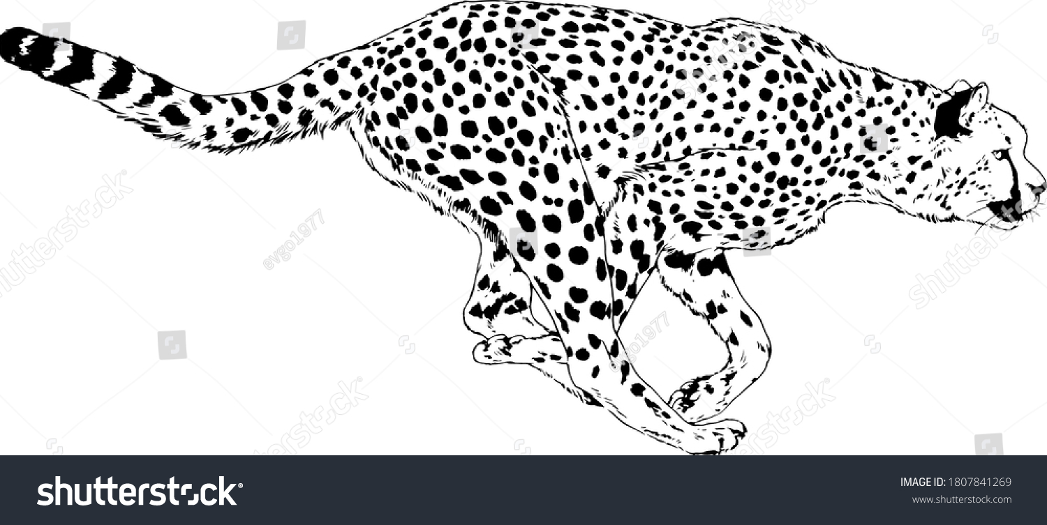 Running Cheetah Handdrawn Ink On White Stock Vector (Royalty Free ...