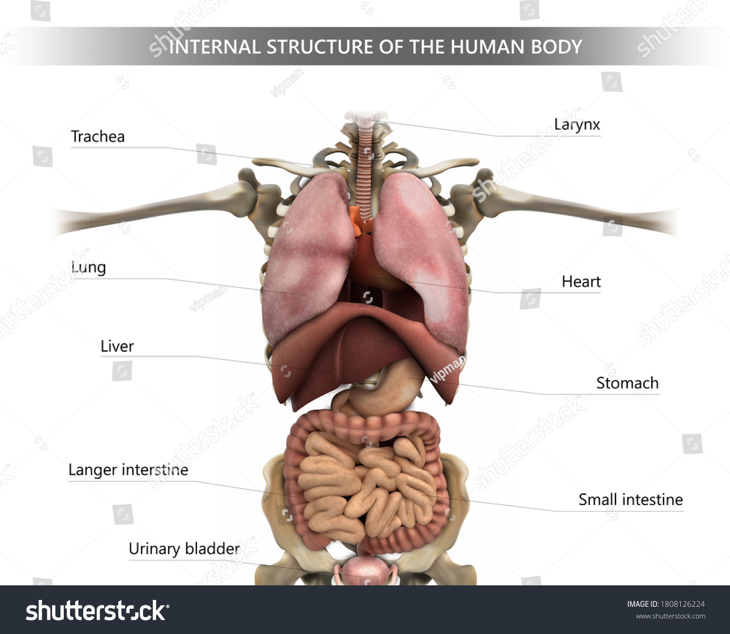 Human structure. Строение человека внутренние органы. Человек в разрезе внутренние органы. Анатомия органов обезьяны. Строение внутренних органов обезьяны.