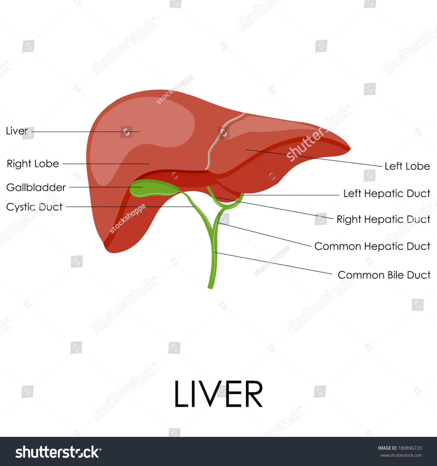 Vector Illustration Human Liver Anatomy Stock Vector (royalty Free 