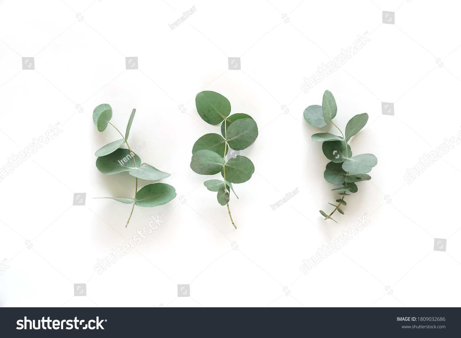 Green Eucalyptus Leaves Branches Top View Stock Photo 1809032686 ...