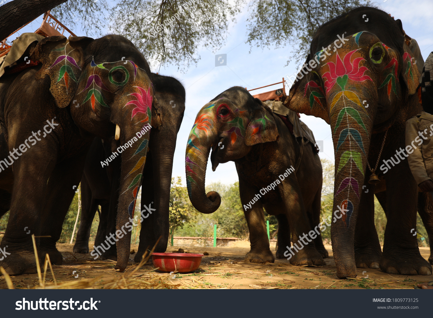 Haathi : 36 images, photos et images vectorielles de stock | Shutterstock