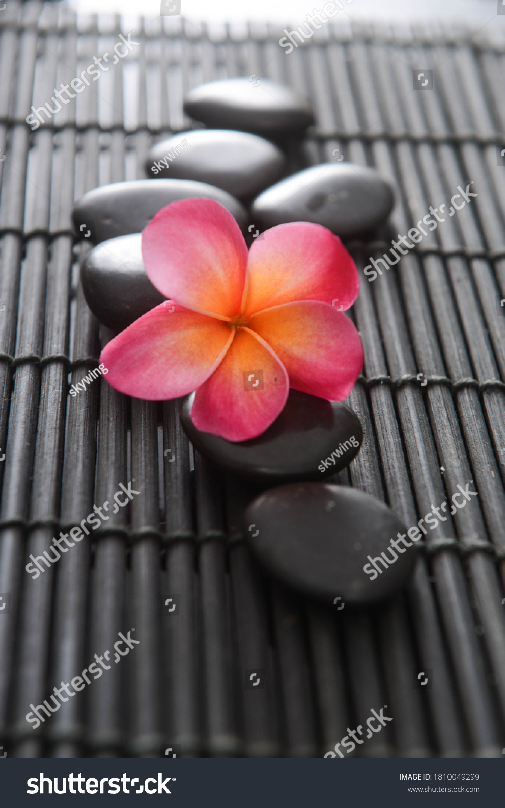 12 Pebbles And Frangipani Gardenia Flowers Images, Stock Photos ...