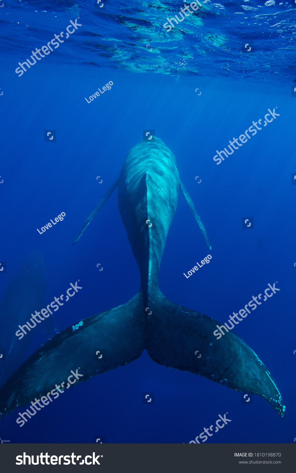 Humpback Whale Swimming Hawaiian Islands Humpback Stock Photo ...