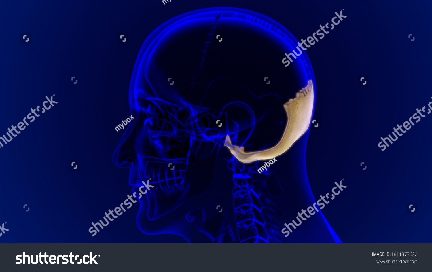 Human Skeleton Skull Occipital Bone Anatomy Stock Illustration 1811877622 Shutterstock 5941