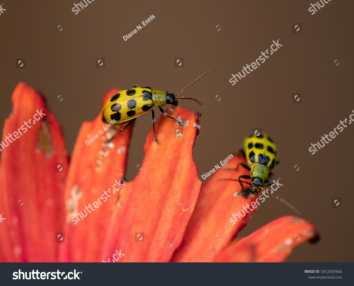 Two Western Spotted Cucumber Beetles Diabrotica Stock Photo 1812039466 ...