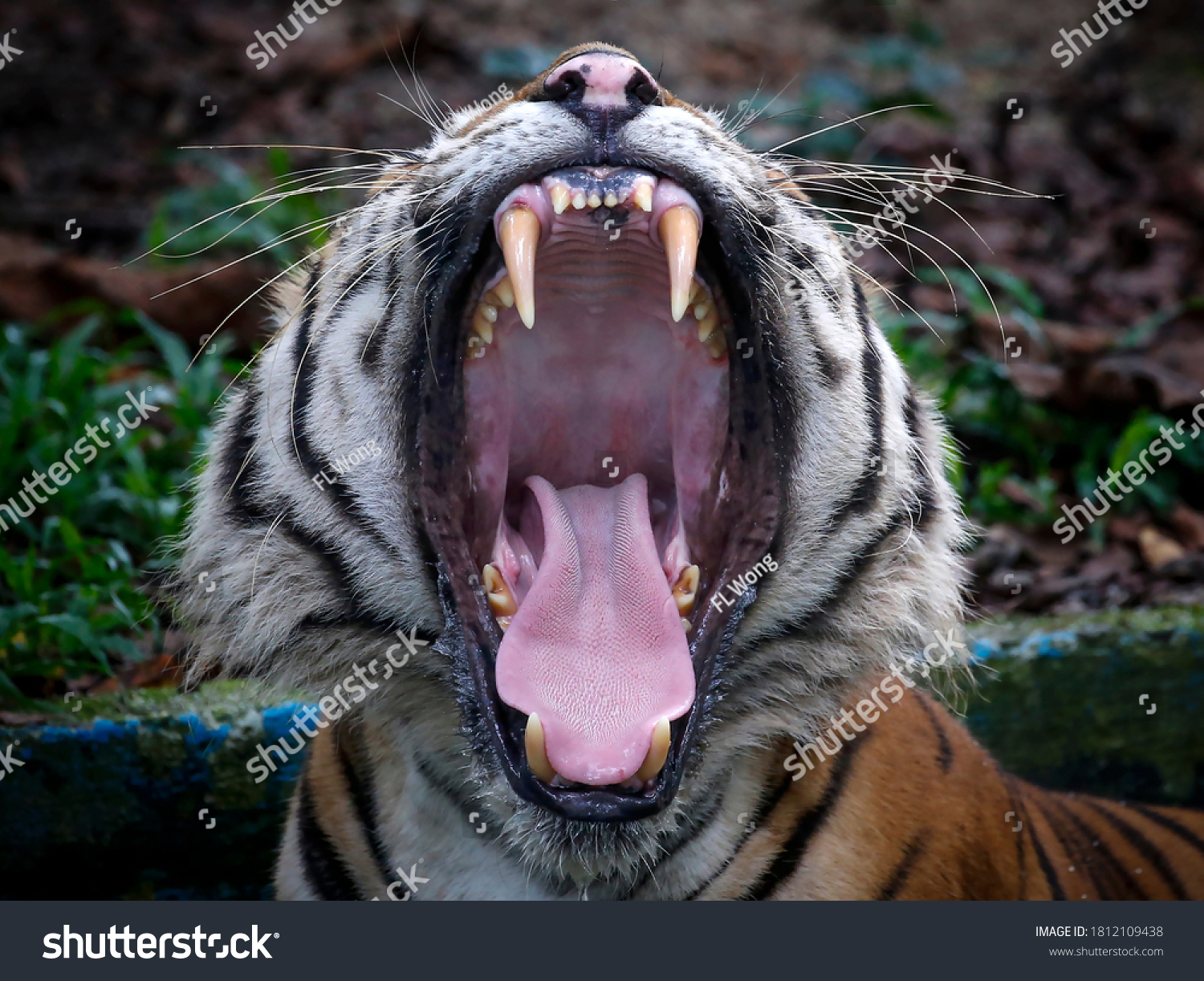 2,450 imágenes de Tiger open mouth - Imágenes, fotos y vectores de ...