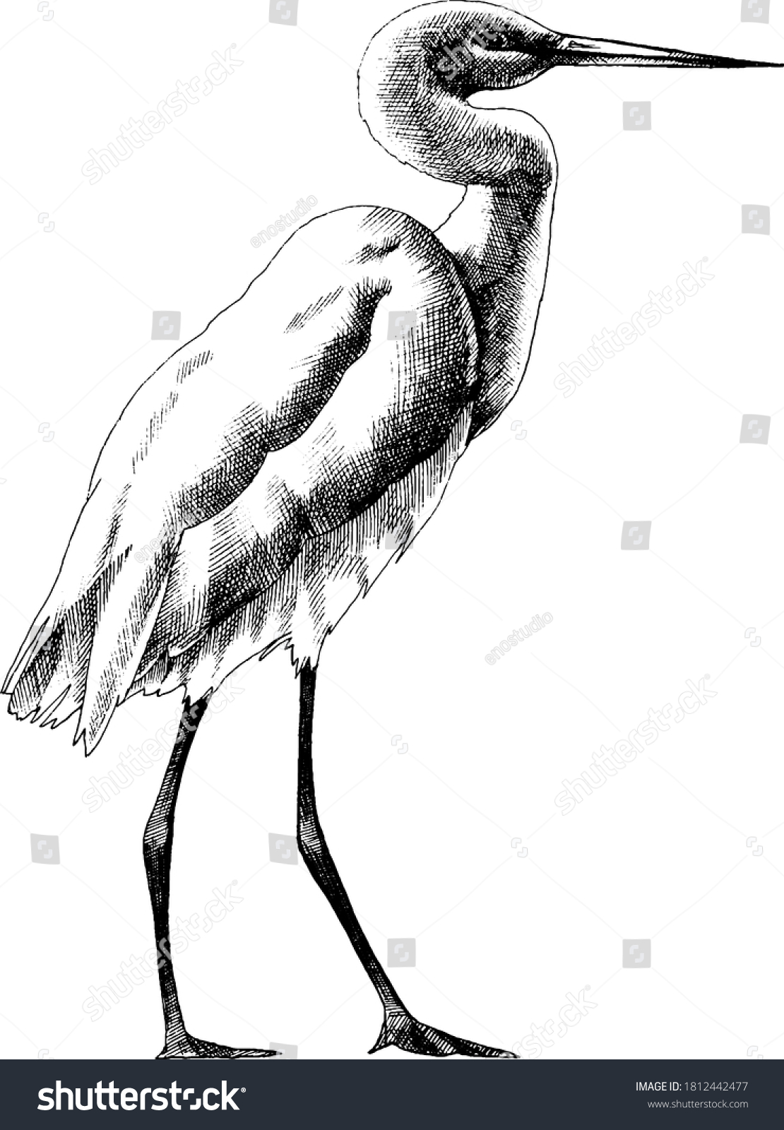 Black White Vector Heron Hand Drawn Stock Vector (royalty Free 