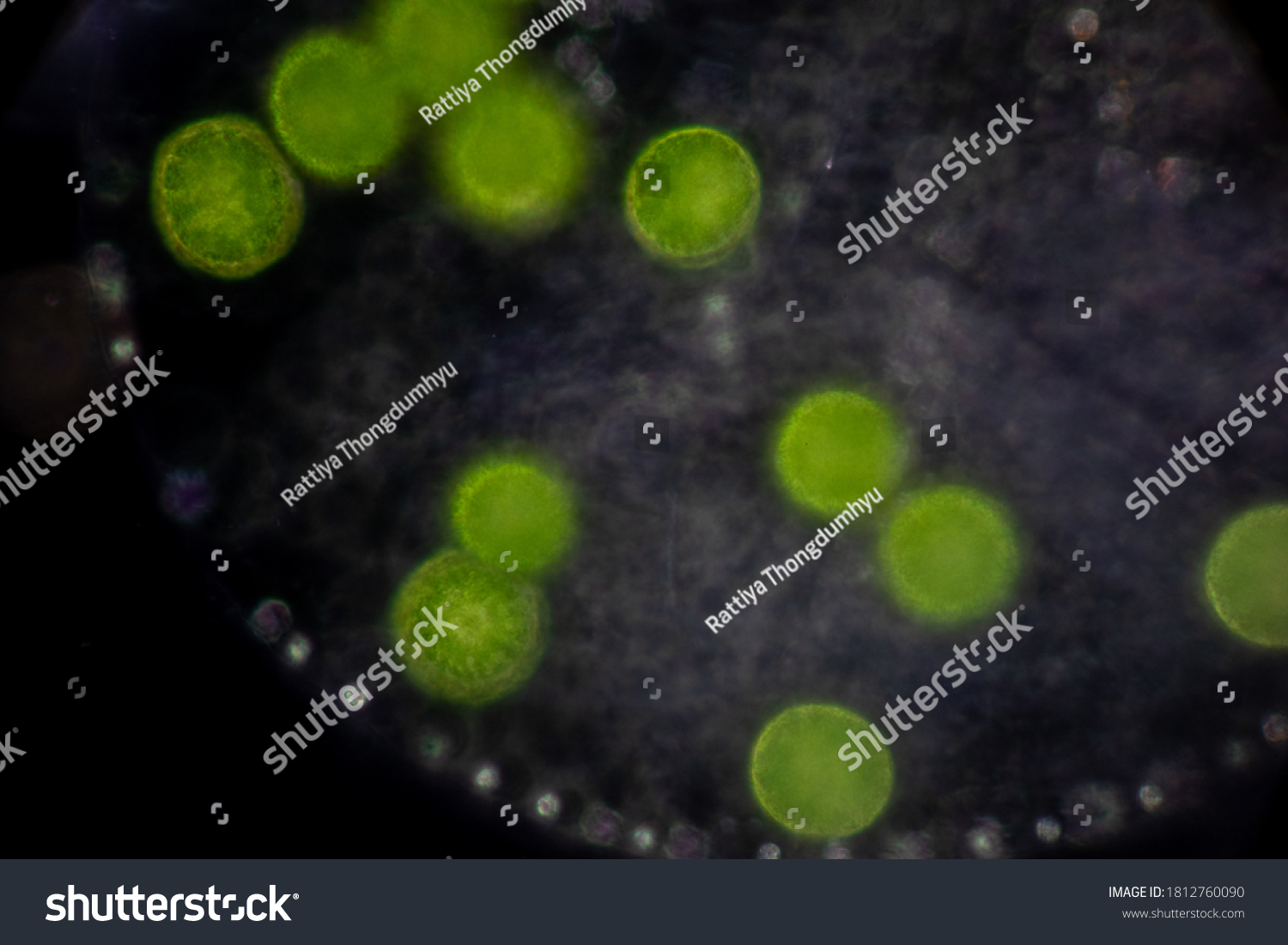 Volvox Drop Water Under Microscope Classroom Stock Photo 1812760090 ...