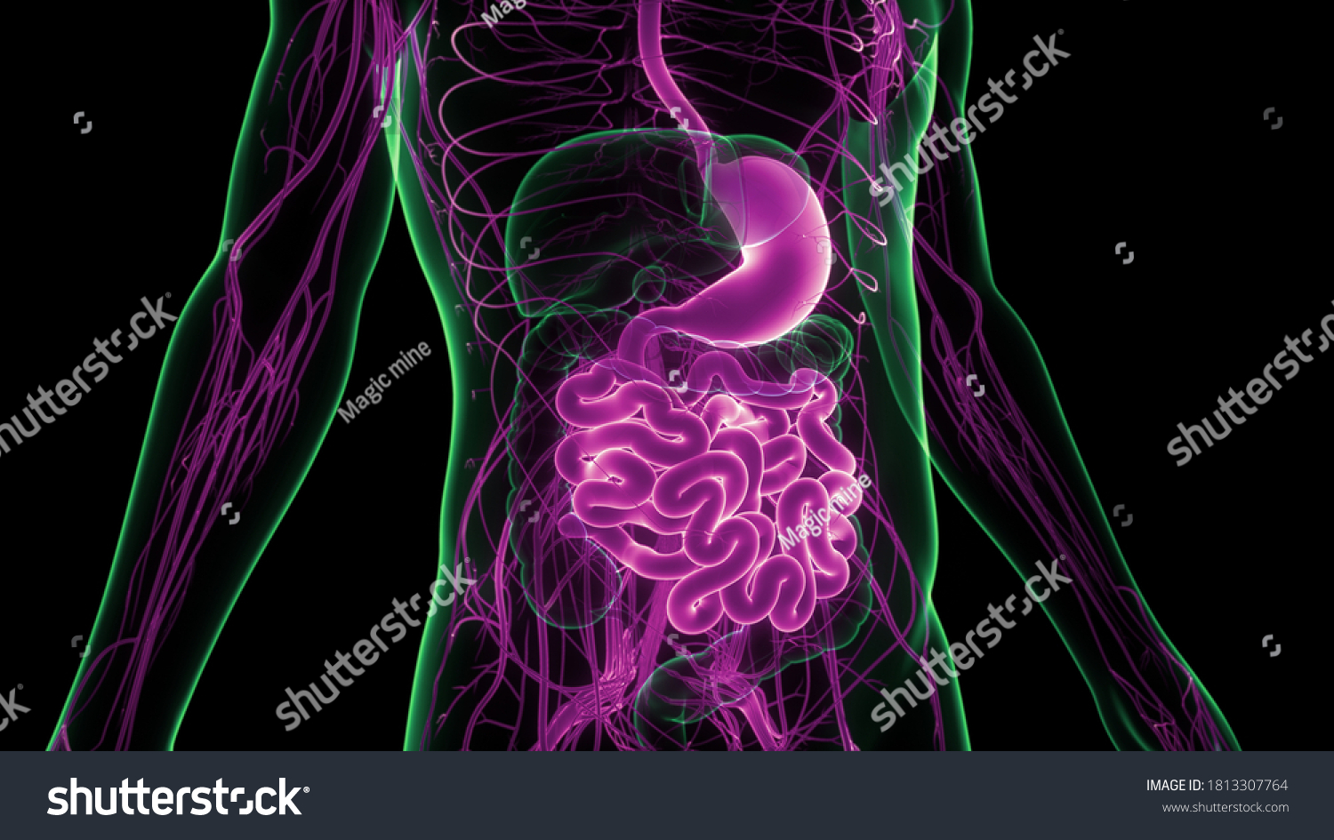 Human Digestive System Stomach Small Intestine Stock Illustration 1813307764 Shutterstock