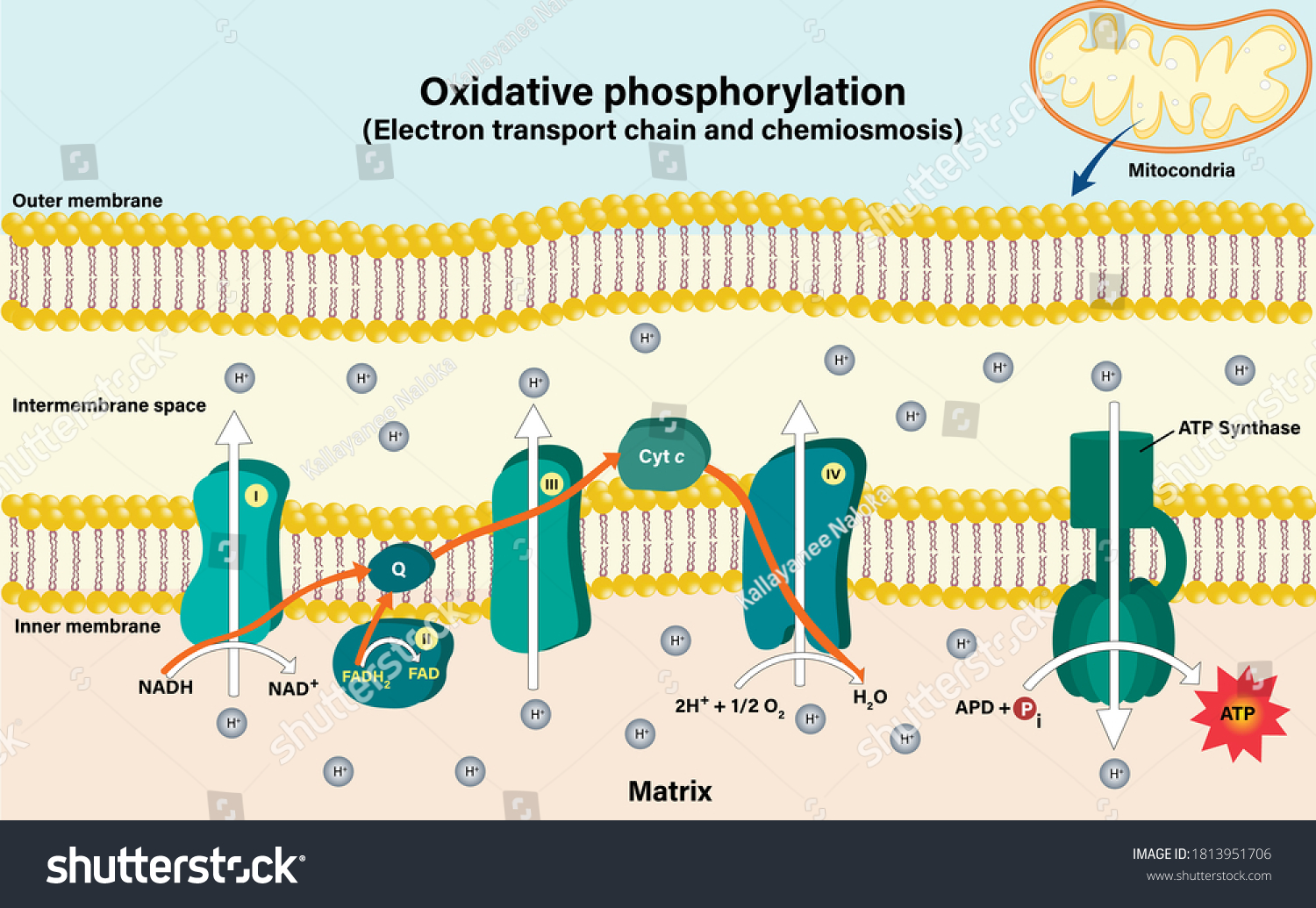 Цепь электрон. Electron transport Chain and Chemiosmosis. ATP to55.