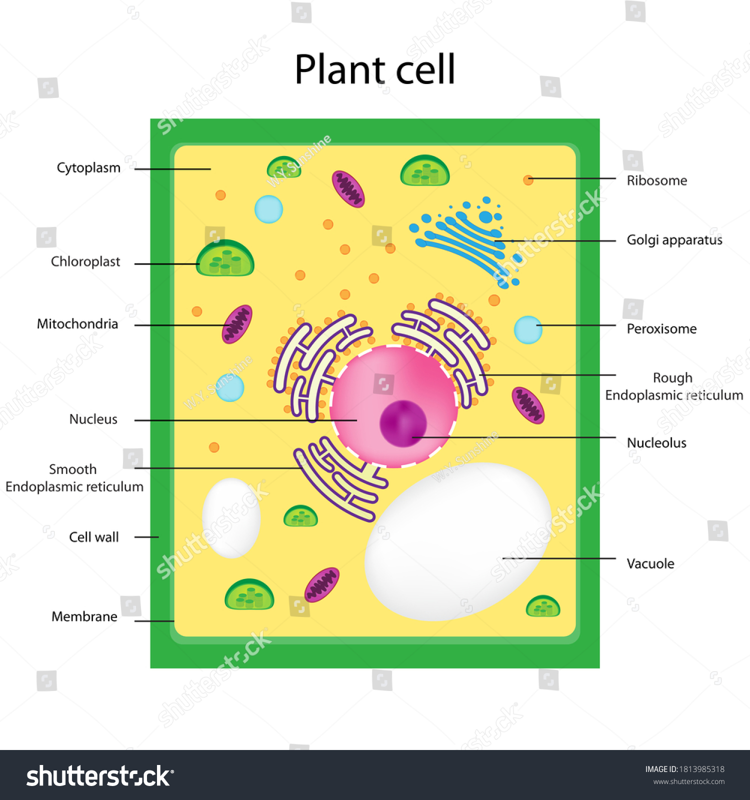 Eukaryote Structures Chart Show Nucleus Smooth Stock Illustration 