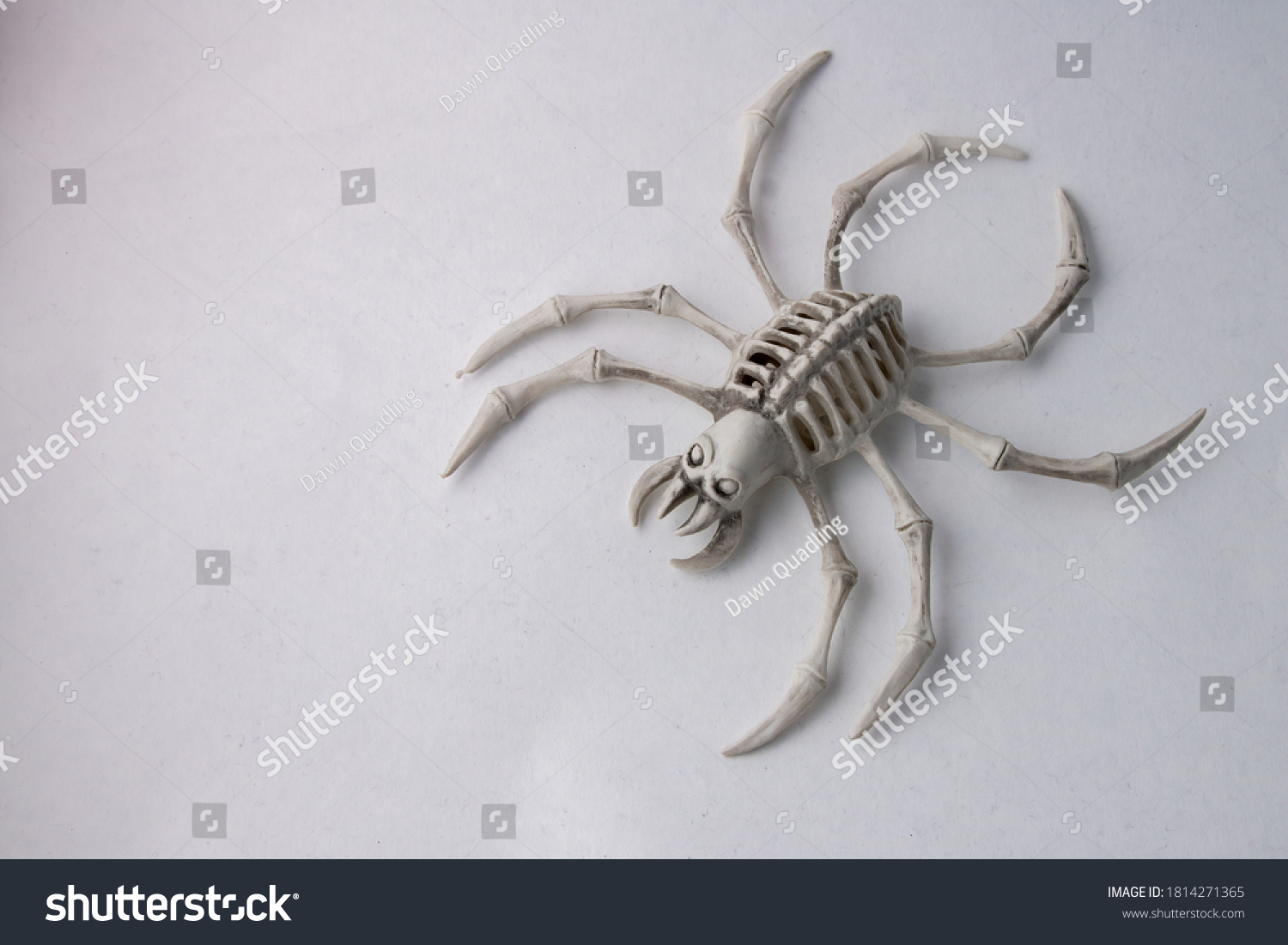 Scary Spider Skeleton Halloween Decorations Isolated Stock Photo