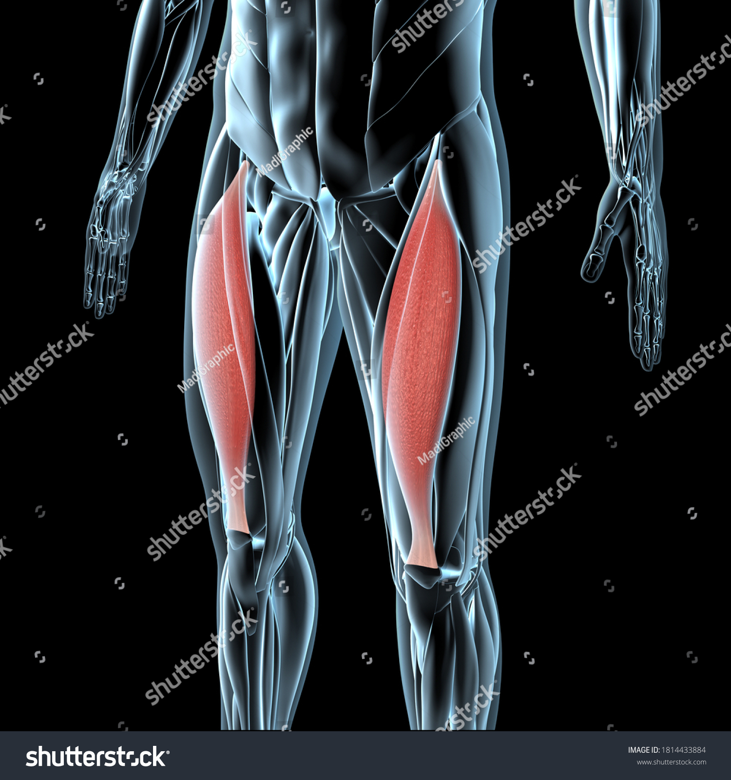 This 3d Illustration Shows View Rectus Stock Illustration 1814433884 ...