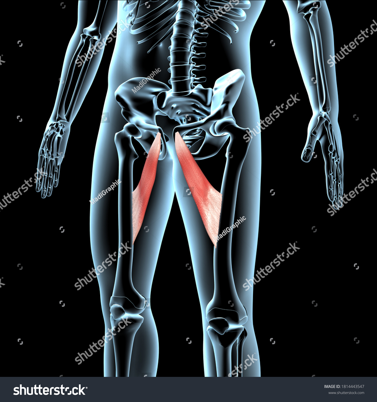 This 3d Illustration Shows Adductor Longus Stock Illustration 