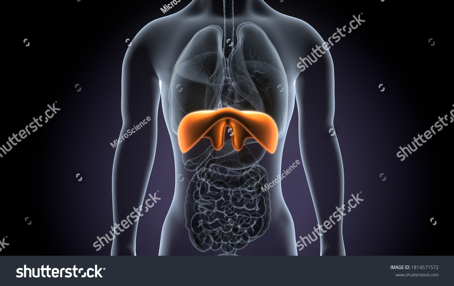 3d Render Human Body Diaphragm Anatomy Stock Illustration 1814571572 ...