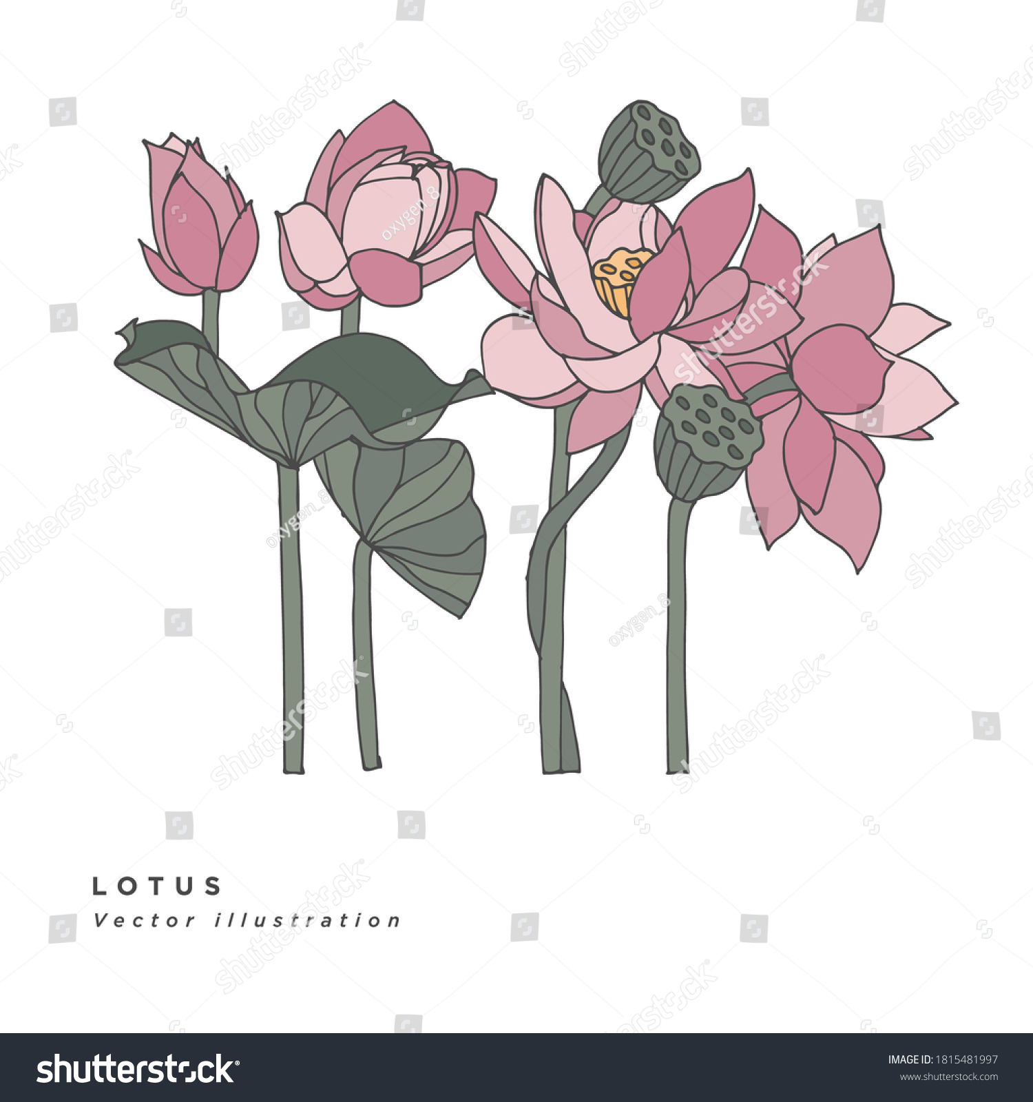 Hand Draw Vector Lotus Flowers Illustration Stock Vector Royalty Free 1815481997 Shutterstock 9399