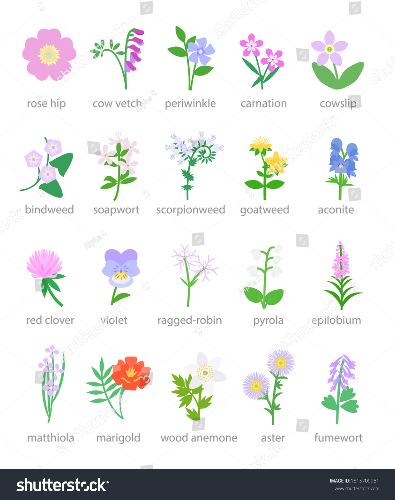 Illustration Colorful Wildflowers Garden Flowers Stock Vector (Royalty ...