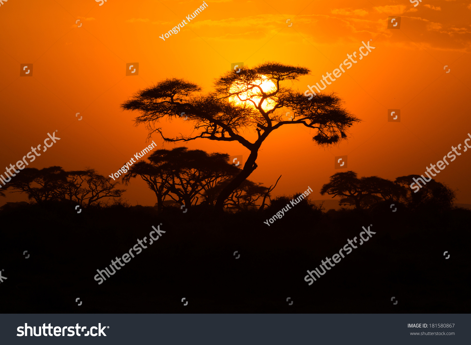 African Acacia Tree Last Daylight Amboseli Stock Photo 181580867 ...