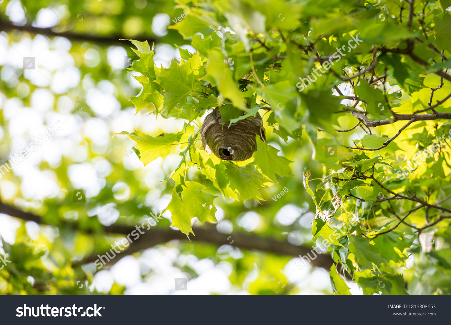 bee nest in tree