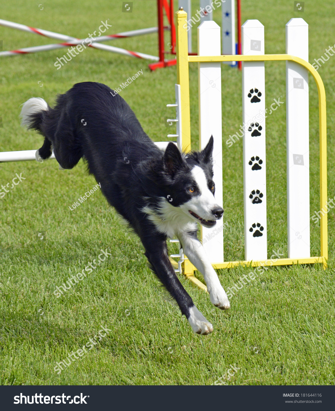 are border collies known to jump fences