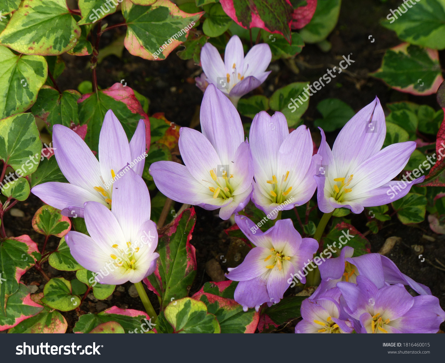 Autumn Crocus Naked Lady Images Stock Photos Vectors Shutterstock